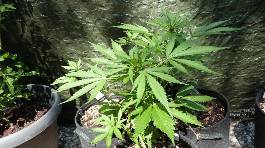 Apricot Auto. Week 7