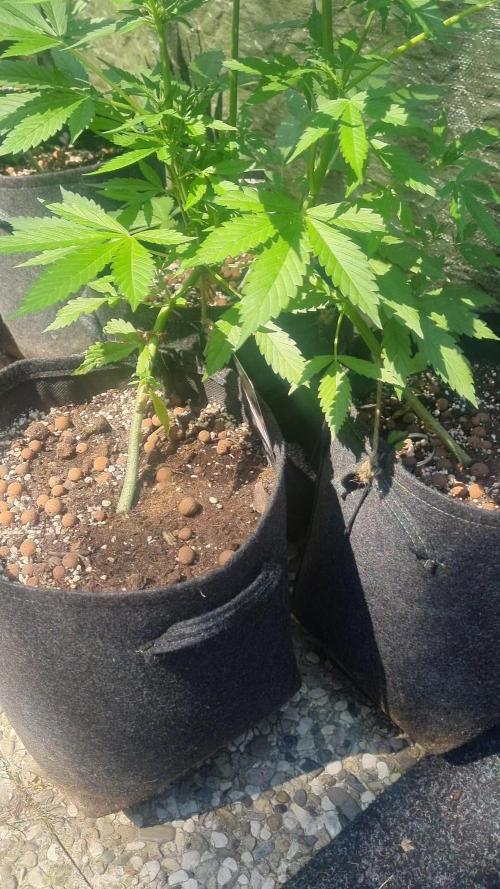 Outdoor Lemon Cherry Cookies Automatic