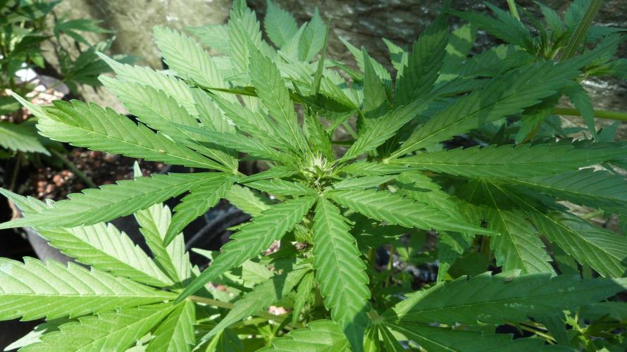 Outdoor Lemon Cherry Cookies Automatic. Week 7