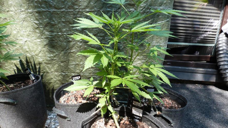 Outdoor Lemon Cherry Cookies Automatic. Week 7