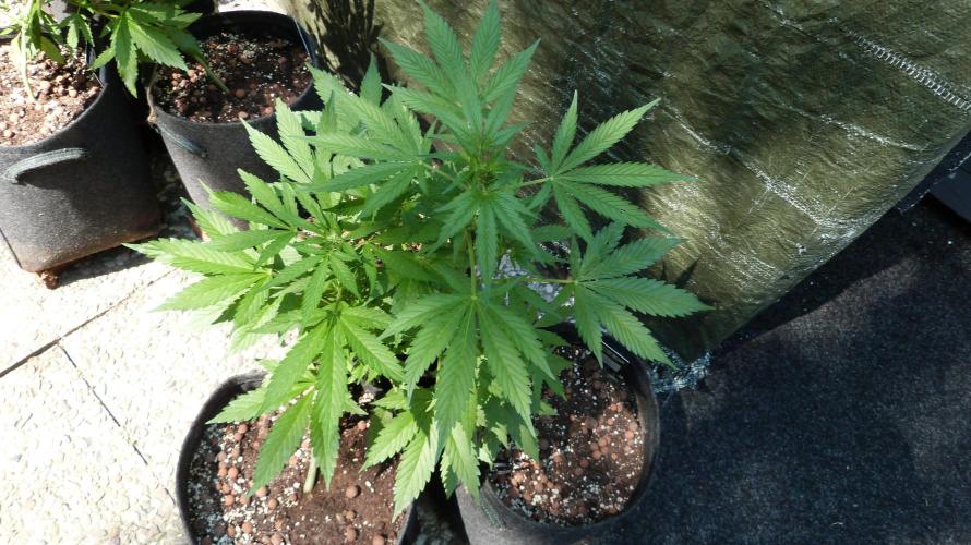 Outdoor Lemon Cherry Cookies Automatic. Week 7