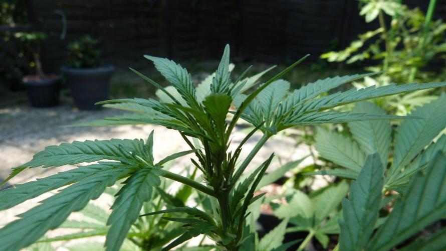 Outdoor Lemon Cherry Cookies Automatic. Week 7