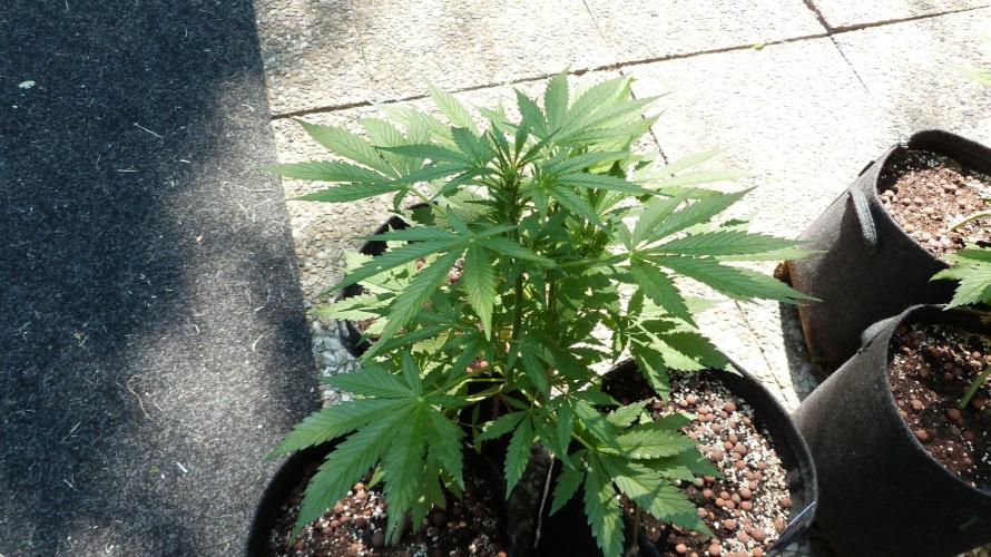 Outdoor Lemon Cherry Cookies Automatic. Week 7