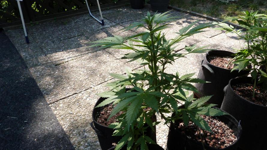 Outdoor Lemon Cherry Cookies Automatic. Week 7