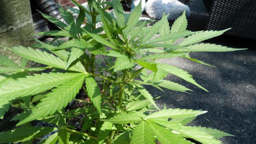 Outdoor Lemon Cherry Cookies Automatic. Week 7
