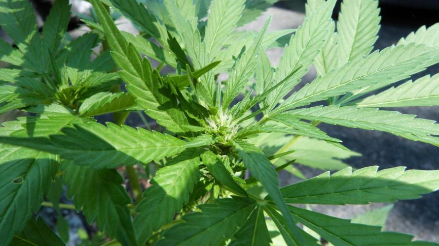 Lemon Cherry Cookies Auto. Week 7