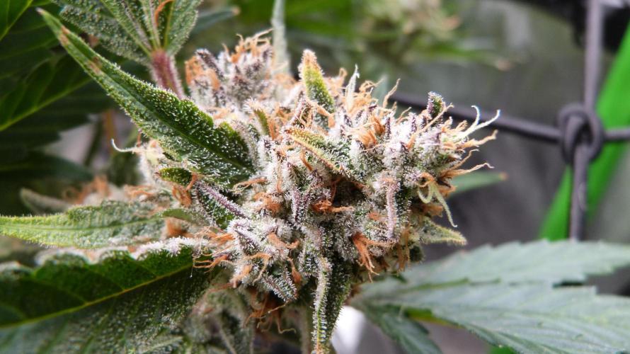 Guava Runtz Automatic. Week 13
