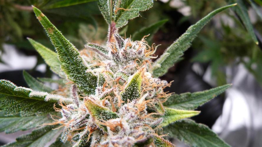 Guava Runtz Automatic. Week 13