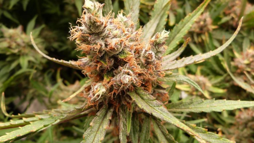 Guava Runtz Automatic. Week 13