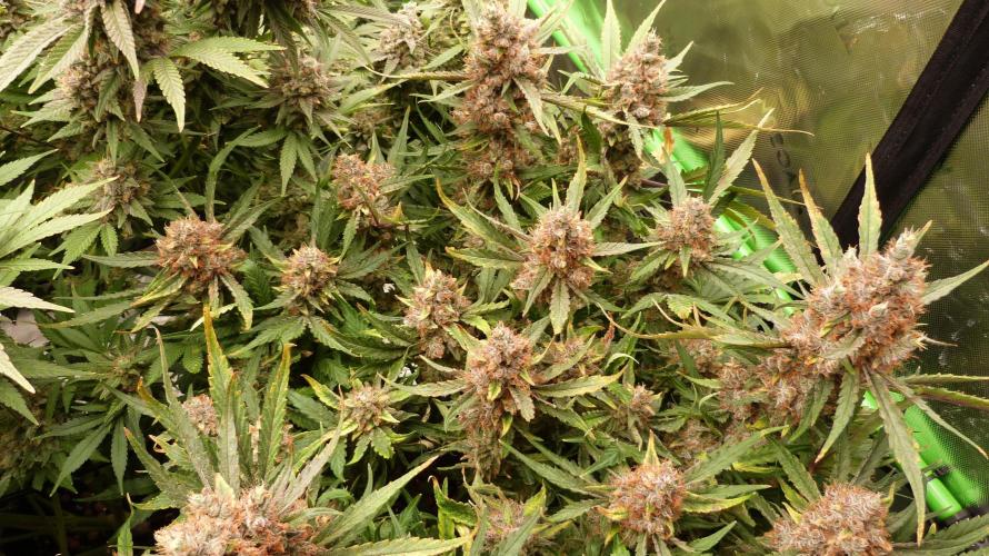 Guava Runtz Automatic. Week 13