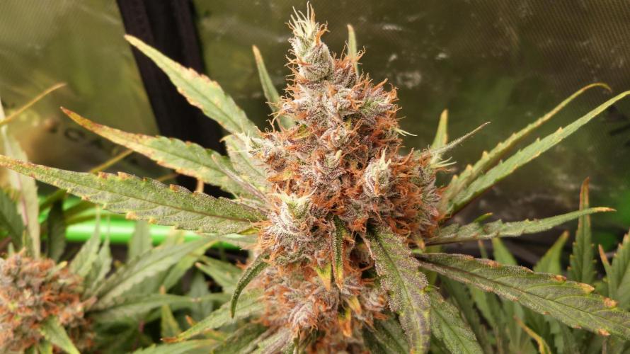 Guava Runtz Automatic. Week 13
