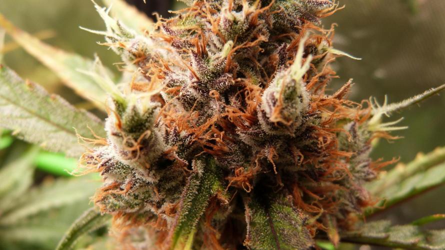 Guava Runtz Automatic. Week 13