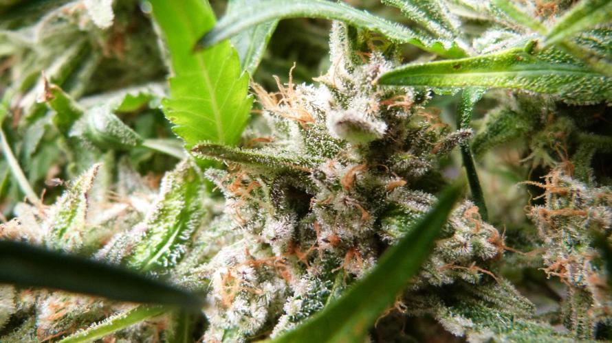 Guava Runtz Automatic. Week 13