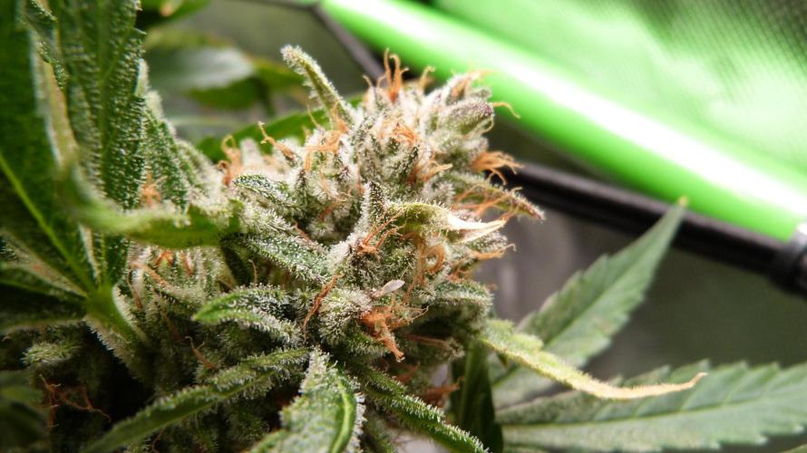 Guava Runtz Automatic. Week 13