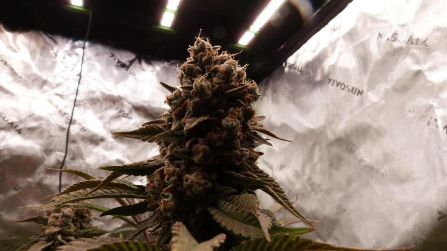 Mendo Frost Automatic. Week 13