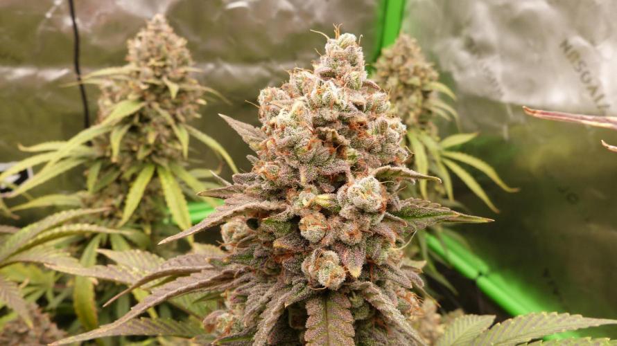 Mendo Frost Automatic. Week 13