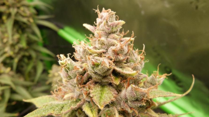 Banana Guava. Week 14