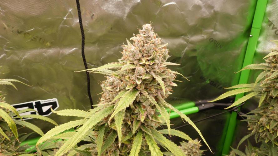 Banana Guava. Week 14