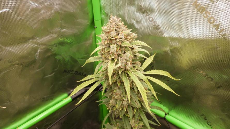 Banana Guava. Week 14