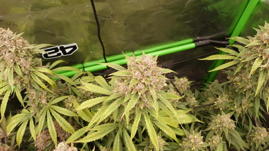 Banana Guava. Week 14