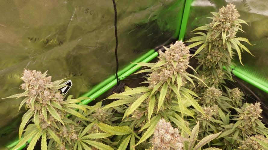 Banana Guava. Week 14