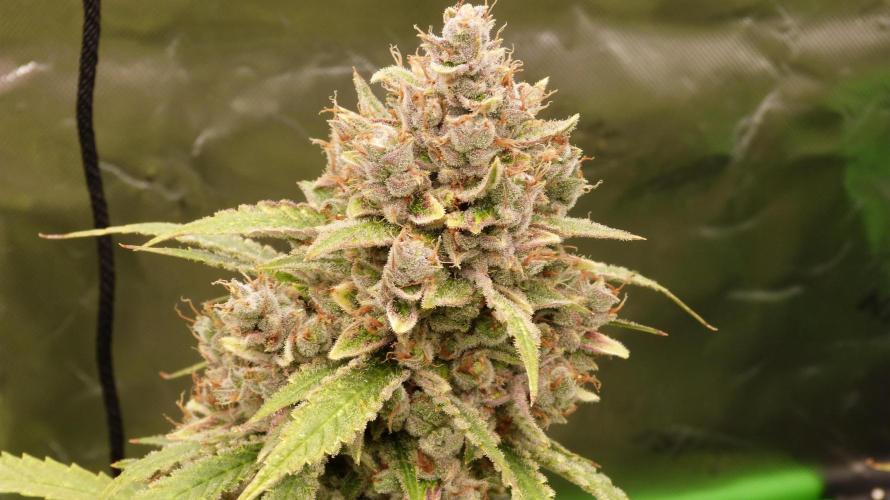 Banana Guava. Week 14