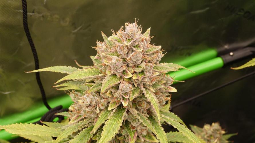 Banana Guava. Week 14