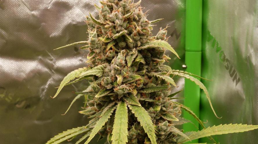 Banana Guava. Week 14