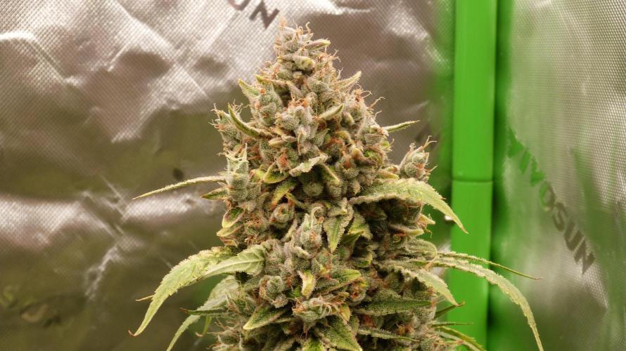 Banana Guava. Week 14