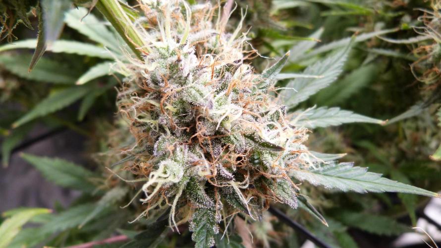 Guava Sundae Automatic. Week 13