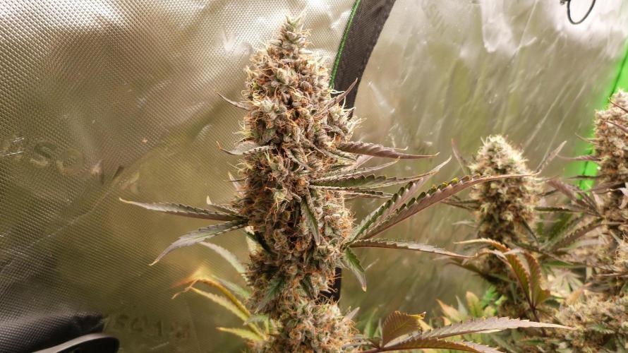 Guava Sundae Automatic. Week 13