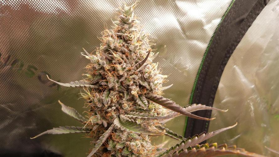 Guava Sundae Automatic. Week 13