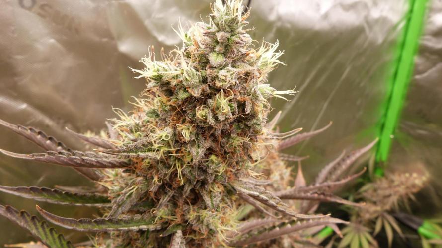 Guava Sundae Automatic. Week 13