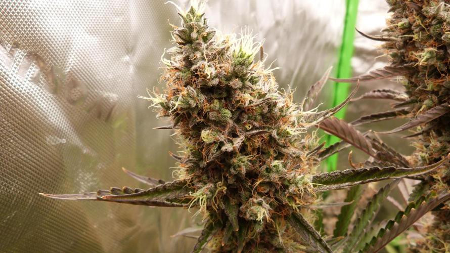 Guava Sundae Automatic. Week 13