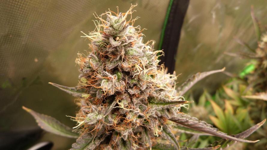 Guava Sundae Automatic. Week 13