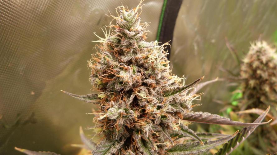 Guava Sundae Automatic. Week 13