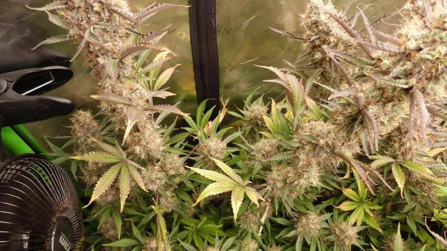 Guava Sundae Automatic. Week 13