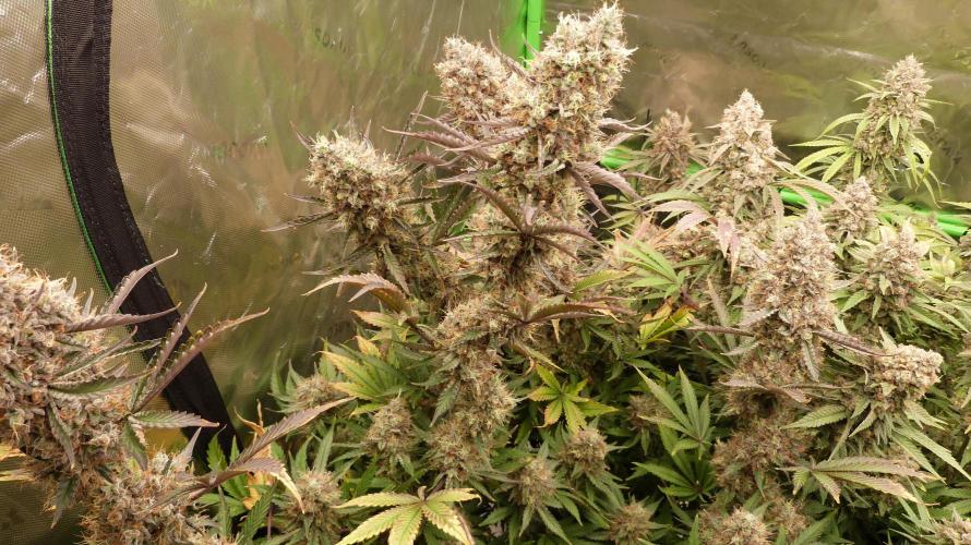 Guava Sundae Automatic. Week 13