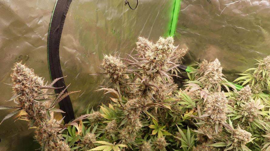 Guava Sundae Automatic. Week 13