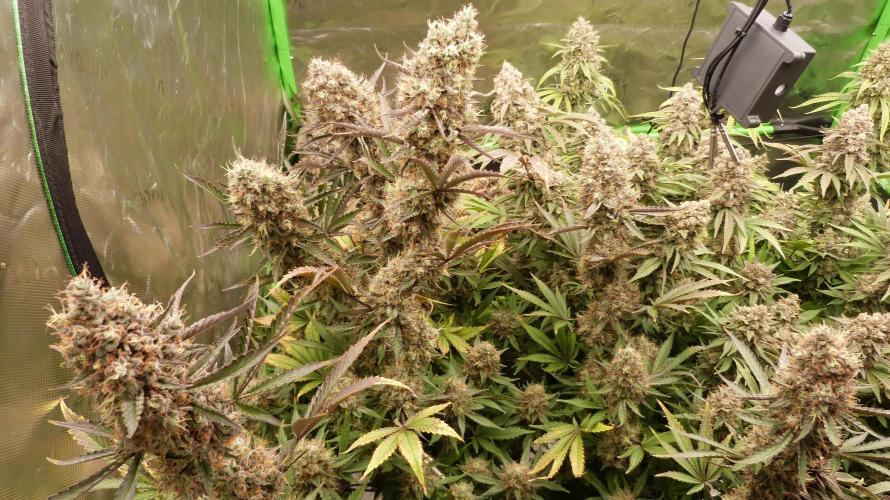 Guava Sundae Automatic. Week 13