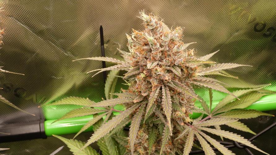 Mendo Guava Automatic. Week 14