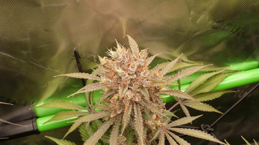 Mendo Guava Automatic. Week 14