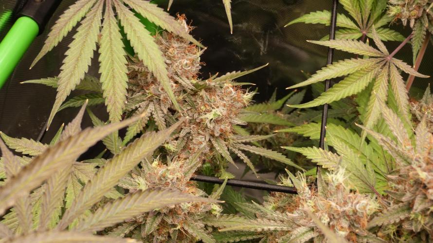 Mendo Guava Automatic. Week 14