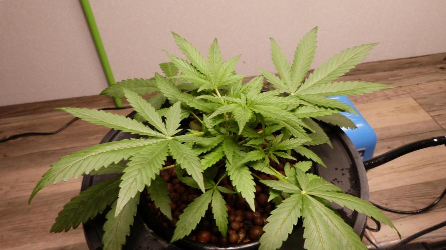 NEW Lemon Cherry Sundae RDWC. Week 5