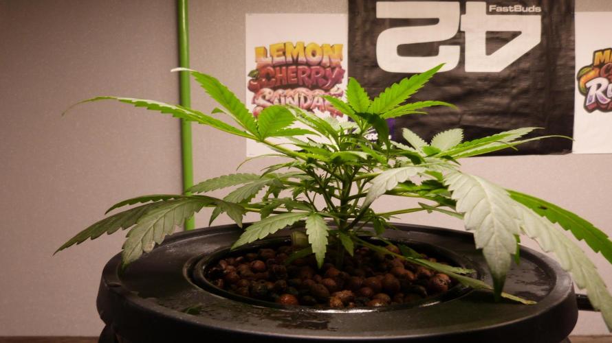NEW Lemon Cherry Sundae RDWC. Week 5