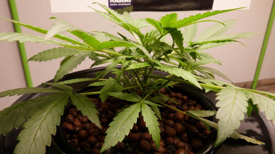 NEW Lemon Cherry Sundae RDWC. Week 5