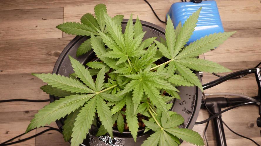 NEW Lemon Cherry Sundae RDWC. Week 5