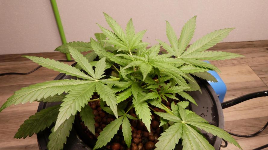 NEW Lemon Cherry Sundae RDWC. Week 5