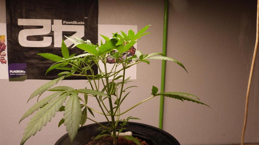 NEW Mango Cherry Runtz Automatic RDWC. Week 5