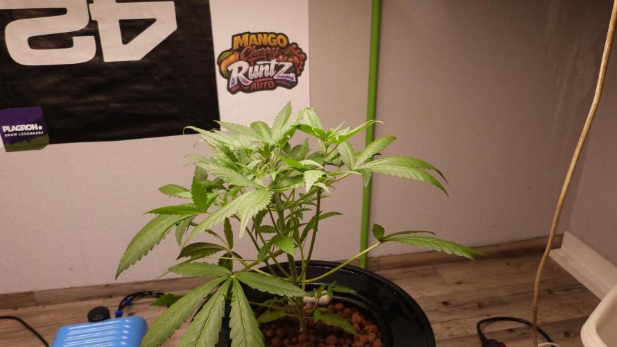 NEW Mango Cherry Runtz Automatic RDWC. Week 5
